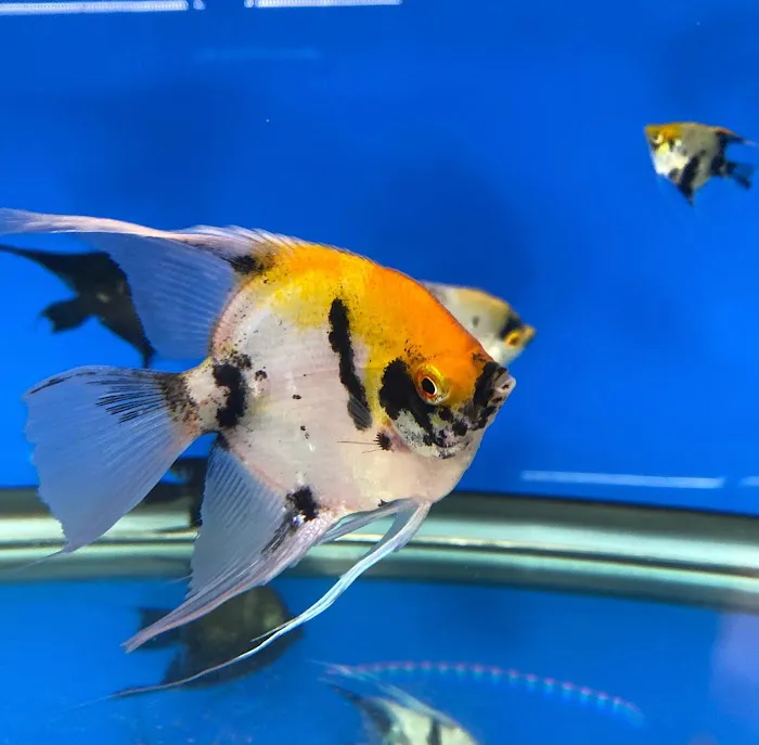 Aquarium Solutions 101 Picture 5