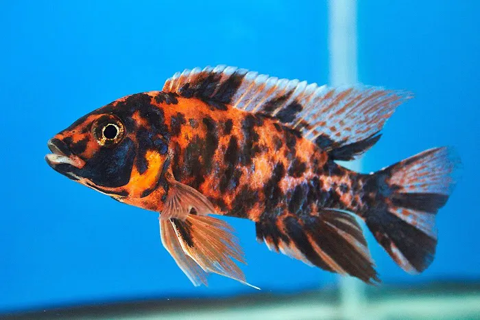 Aquarium Solutions 101 Picture 1
