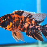 Aquarium Solutions 101 ico