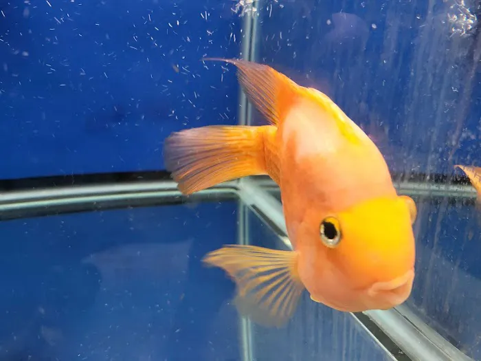Aquarium Solutions 101 Picture 9
