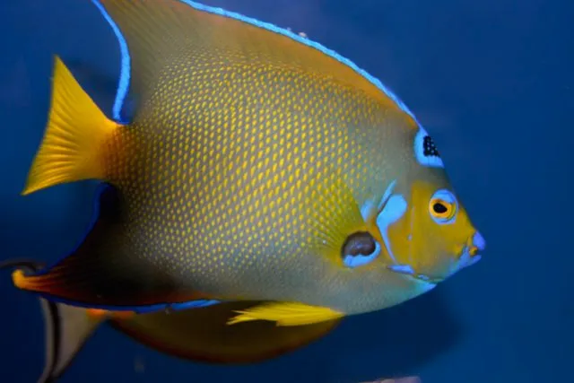 Aquarium Solutions 101 Picture 10