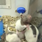 Petco