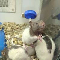 Petco ico