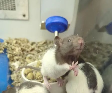 Petco