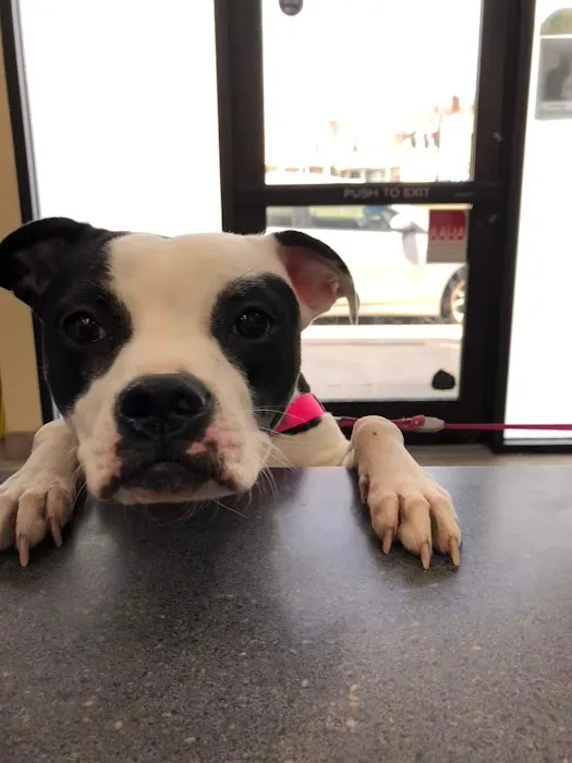 County Animal Clinic Picture 2