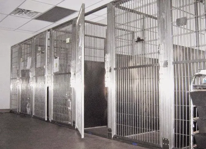 County Animal Clinic Picture 5