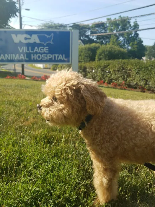 Village Animal Hospital Picture 5