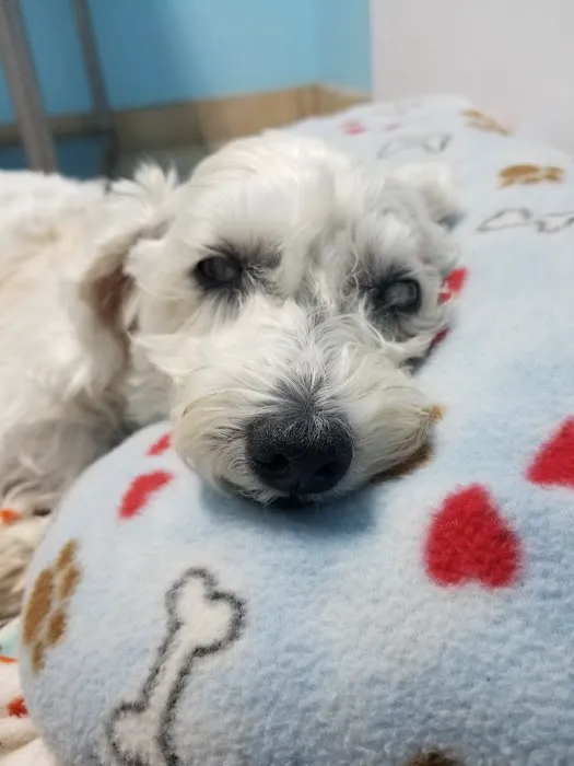 Village Animal Hospital Picture 3
