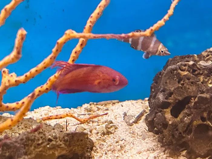 Aqua Dreams ~ Infinity Reefs Picture 10