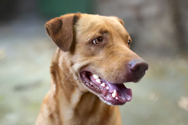 Yonkers Animal Hospital Picture 8