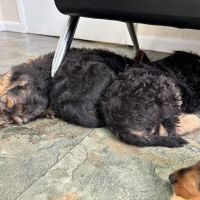 Yonkers Animal Hospital ico