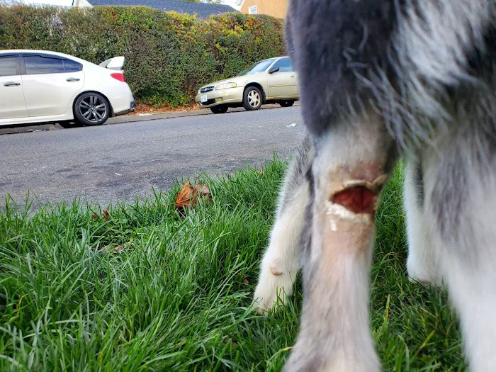 Yonkers Animal Hospital Picture 6