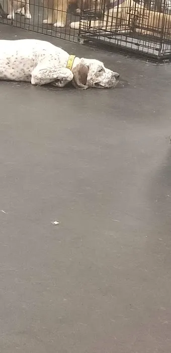 Dogology Canton- Adoption Shop Picture 6