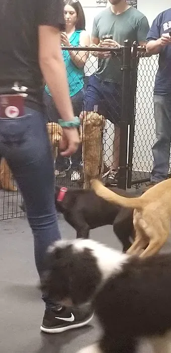 Dogology Canton- Adoption Shop Picture 10