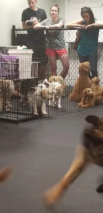 Dogology Canton- Adoption Shop Picture 1
