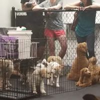 Dogology Canton- Adoption Shop ico