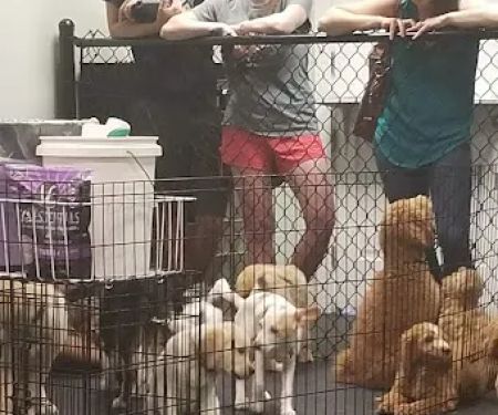 Dogology Canton- Adoption Shop