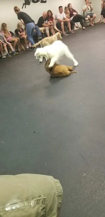 Dogology Canton- Adoption Shop Picture 5