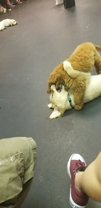 Dogology Canton- Adoption Shop Picture 3