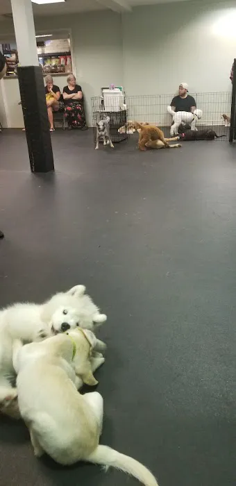 Dogology Canton- Adoption Shop Picture 9