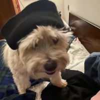 Vetco Vaccination Clinic ico