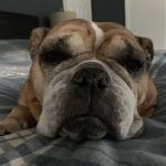 Mamaroneck Veterinary Hospital