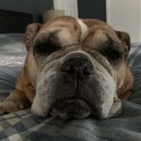 Mamaroneck Veterinary Hospital ico