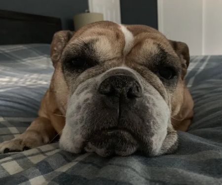 Mamaroneck Veterinary Hospital