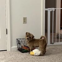 Petco ico