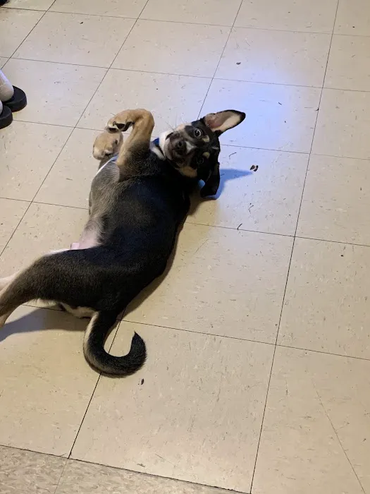 Englewood Veterinary Center Picture 6