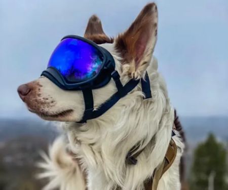 Canis Mountain Outfitters