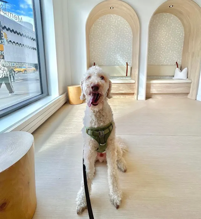 Small Door Veterinary - Upper West Side Picture 7
