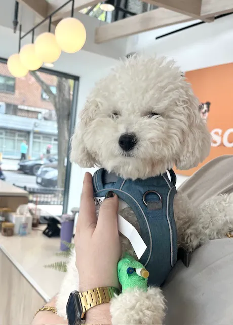 Small Door Veterinary - Upper West Side Picture 1