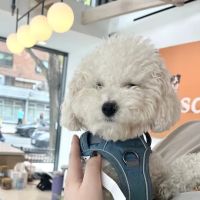 Small Door Veterinary - Upper West Side ico