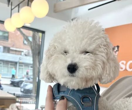 Small Door Veterinary - Upper West Side