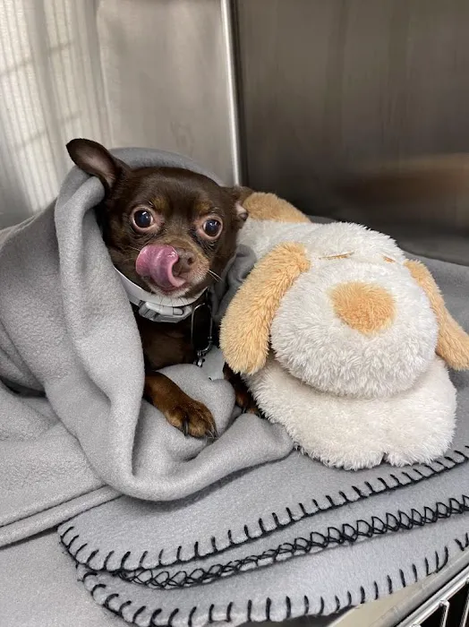Small Door Veterinary - Upper West Side Picture 4