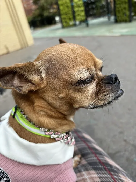 Small Door Veterinary - Upper West Side Picture 3