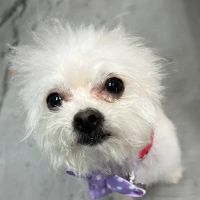Hound and Home ico