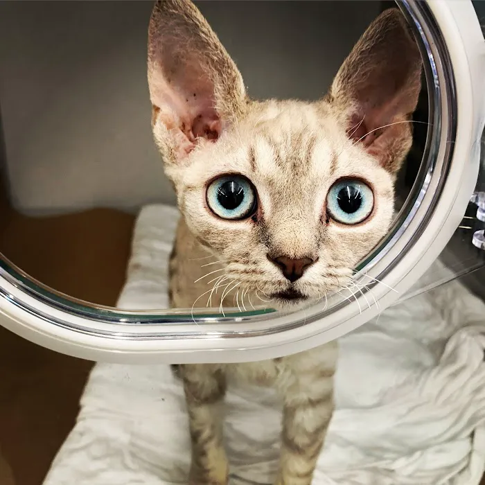 Brilliant Veterinary Care Picture 8