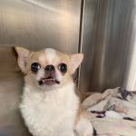 Brilliant Veterinary Care