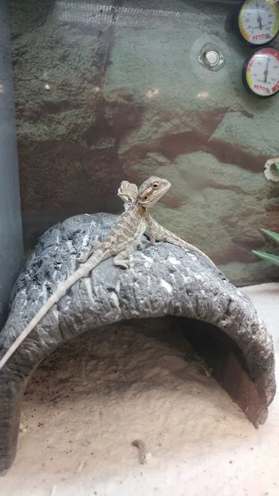 Petco Picture 2
