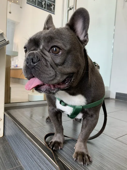 Ivy Pets - Tribeca Picture 6