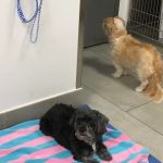 Ivy Pets - Tribeca