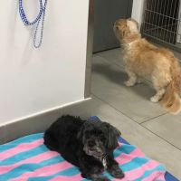 Ivy Pets - Tribeca ico