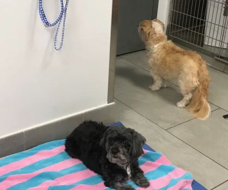 Ivy Pets - Tribeca