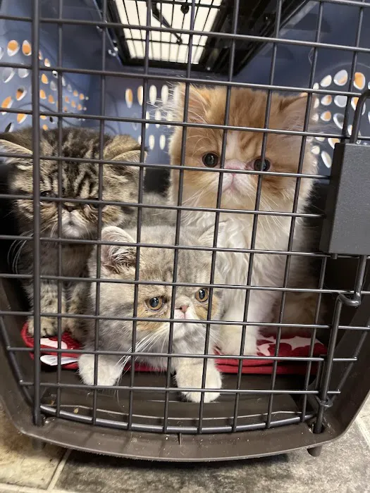 Petco Picture 8