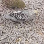 Petco