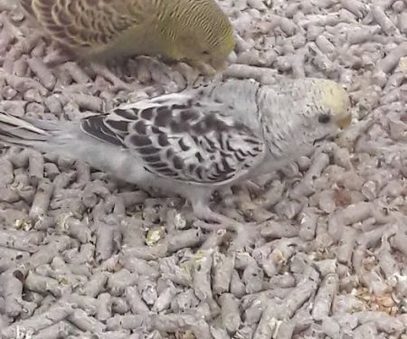 Petco
