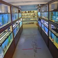 Aquarium Paradise ico