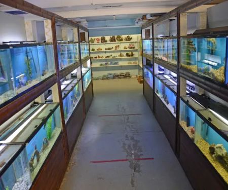 Aquarium Paradise